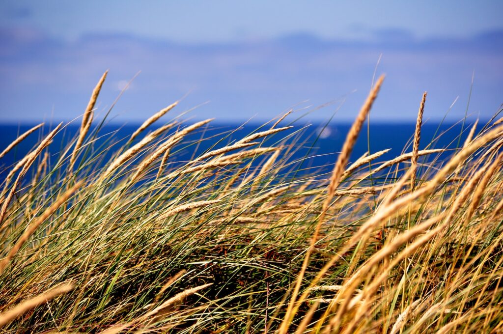 green grass field during daytime