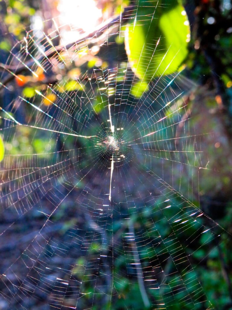 spider on web
